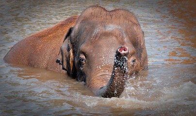 An Elephant having a bath