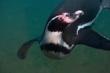 Penguin swimming underwater 