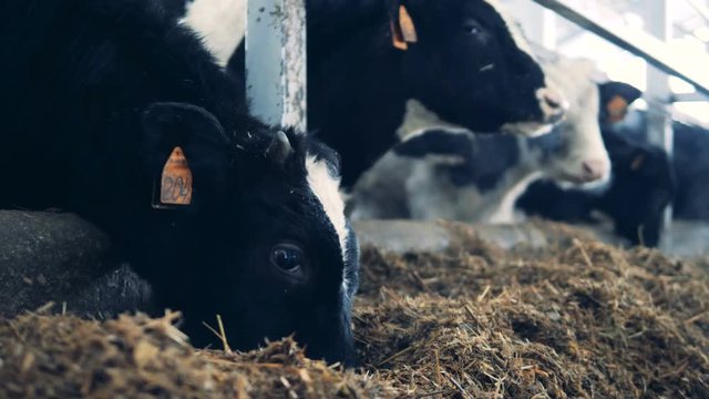 Close up of cow's neb while eating hay