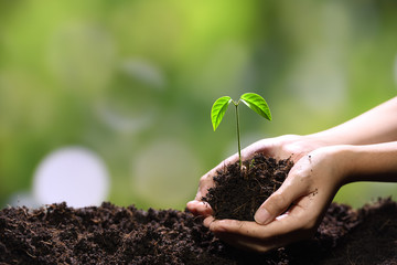 Hands holding and caring a green young plant