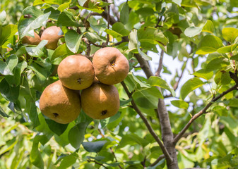 Ripe Bosc variety pears on a tree branch. kaiser pears