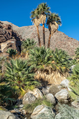 Fototapeta na wymiar Palm trees and flowing freshwater, Borrego Palm Canyon Oasis, Anza Borrego State Park, California