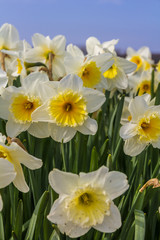 Fototapeta na wymiar yellow and white dutch daffodil flowers close up low angle of view with blue sky background