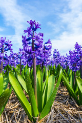 row of purple dutch common  hyacinth flowers close up low angle of view with blue sky background