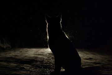 Dog silhouette in the headlights
