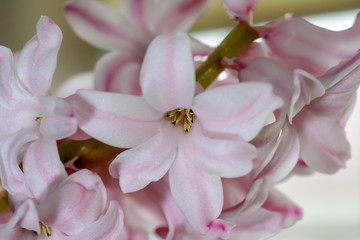 Fototapeta na wymiar Blüte der rosa Hyazinthe im Detail