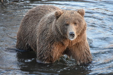 Kodiak Brown Bear