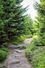 Landschaft im Harz, Felsen, Bäume, Wege, Heidelbeerpflanzen