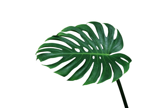 Green leaf of monstera or split-leaf philodendron (Monstera deliciosa) the tropical foliage plant isolated on white background, clipping path included.