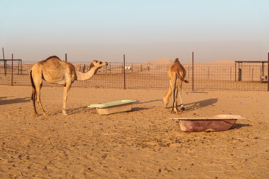 Wild Camels in the desert
