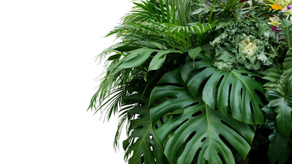 Monstera and tropical leaves foliage plant bush floral arrangement nature backdrop isolated on...