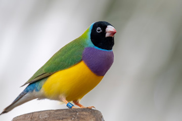 Fototapeta na wymiar Gouldian finch - the Lady Gouldian finch, Gould's finch or the rainbow finch
