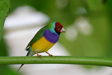 Gouldian finch - the Lady Gouldian finch, Gould's finch or the rainbow finch