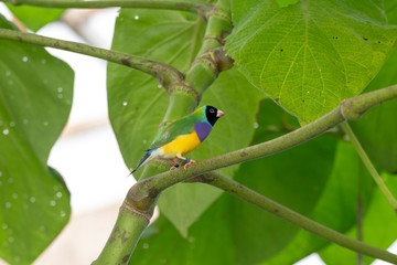Gouldian finch - the Lady Gouldian finch, Gould's finch or the rainbow finch