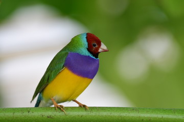 Gouldian finch - the Lady Gouldian finch, Gould's finch or the rainbow finch