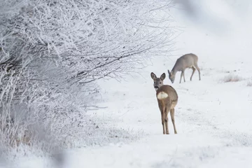 Printed kitchen splashbacks Roe Roe deer in a snowy forest. Capreolus capreolus. Wild roe deer in winter nature.