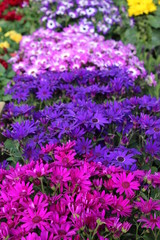 Obraz premium purple flowers in the garden
