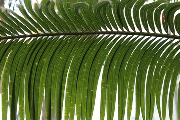 Obraz na płótnie Canvas palm leaf closeup