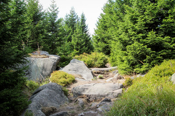 Fototapeta na wymiar Landschaft im Harz, Felsen, Bäume, Wege, Heidelbeerpflanzen