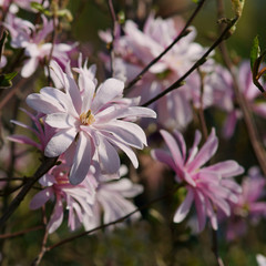 Magnolia x loebneri Raspberry Fun