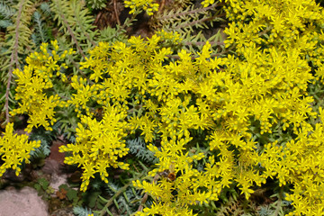 Gelbe Blüten des Mauerpfeffers,  Fetthenne, Sedum acre