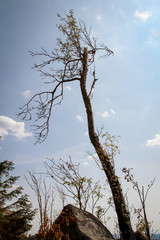 Landschaft im Harz, Felsen, Bäume, Wege, Heidelbeerpflanzen
