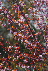 Prunus cerasifera Pissardii flowering in spring © 7monarda