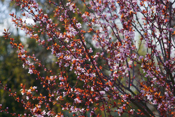 Prunus cerasifera Pissardii flowering in spring