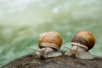 Two snails crawling on the stone on the bank of a mountain river