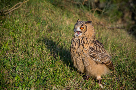 ave, animal, buhos, naturaleza, fauna, pico, azores, inhospitalario, aguilas, emplumar, presa, ave de presa, depredador, ocular, caf&eacute;, c&eacute;sped, cazador, alas, retrato, cern&iacute;calo, buho, pajaro, cetreria