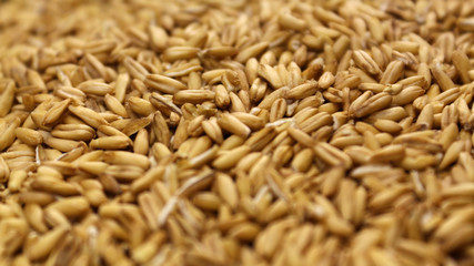 Wheat close-up. Durum wheat. Grain crop. Sowing or harvesting grain. Harvest of wheat of the first...