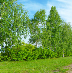 Fototapeta premium Birch grove on background blue sky