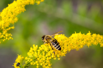 Blüte, Blüten mit Insekt, Biene, Hornisse, Wespe 