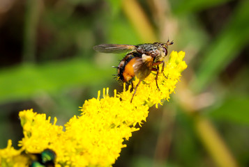 Schwebfliege auf Pflanze