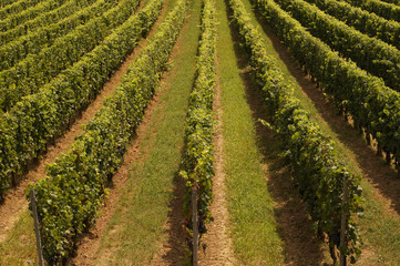 A typical landscape of southern Europe. Hungary, vineyards in the hills of Villany to the south of...