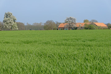 Fototapeta na wymiar Feld mit Bauernhof