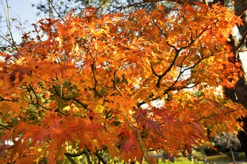 Fototapeta premium arbre automne