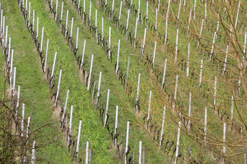 Landschaft mit Weinberg