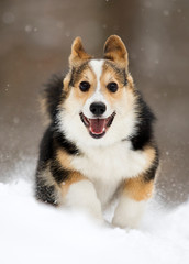 puppy running in the snow