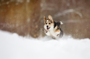 welsh corgi pembroke puppy running in the snow