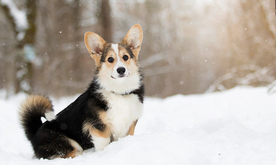welsh corgi pembroke puppy running in the snow