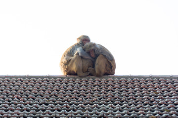 Wildlife background with monkeys and baby monkey on roof top. image for animal mammal nature wild pet travel love zoo concept