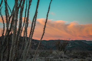 ocotillo closeup moody sunset desert hills
