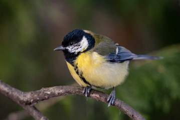 Obraz na płótnie Canvas Cute Great tit (Parus major) bird in yellow black color sitting on tree branch