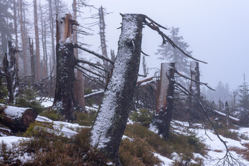 Holzschäden im Harz