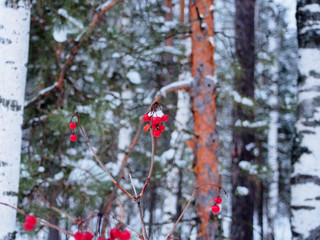 Red bunches of viburnum berries covered with snow.