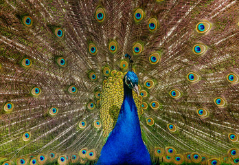Obraz premium Close up photo beautiful indian peafowl - Pavo cristatus