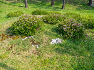 Santander / Hiszpania - 14 lipca 2018: Wrzosy z P&oacute;łwyspu La Magdalena - Santander w słoneczny lipcowy dzień