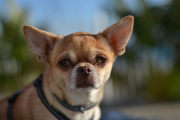 Dog cute - Little pet doggy