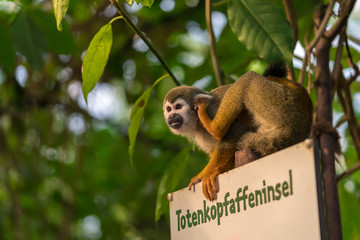 Squirrel monkey sitting on a sign called island of the squirrel monkeys